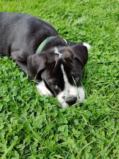 Die Dogorama Kalender Challenge Titelbild-Beitrag-Bild