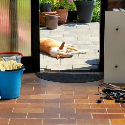 Warum sind meine Hunde bei Hitze so?-Beitrag-Bild