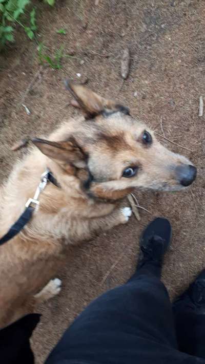 Mischlinge raten - Rätselspaß-Beitrag-Bild