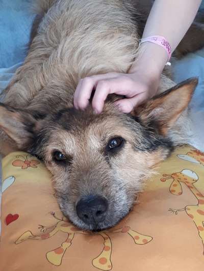 Unsere Fellnasen im Regenbogenland-Beitrag-Bild