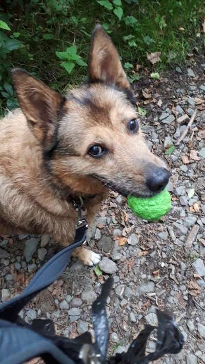 Wie heißt dein Hund?-Beitrag-Bild