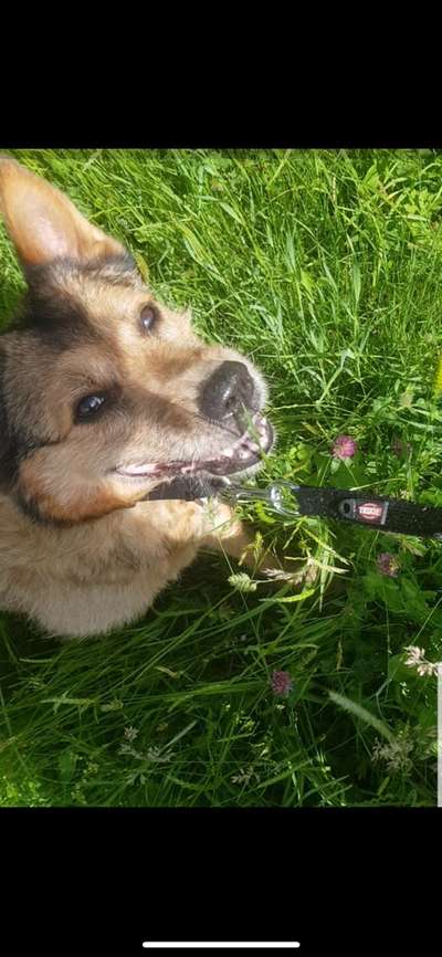 Mischlingshunde Foto Aufruf-Beitrag-Bild