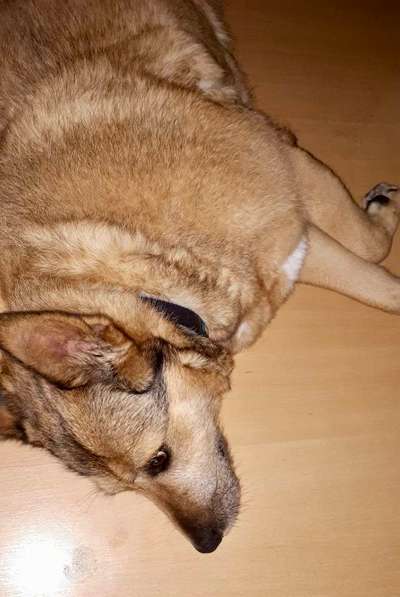 Mischlinge raten - Rätselspaß-Beitrag-Bild