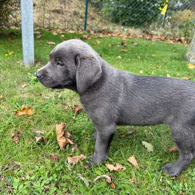 Hundetreffen-Welpenrunde-Bild