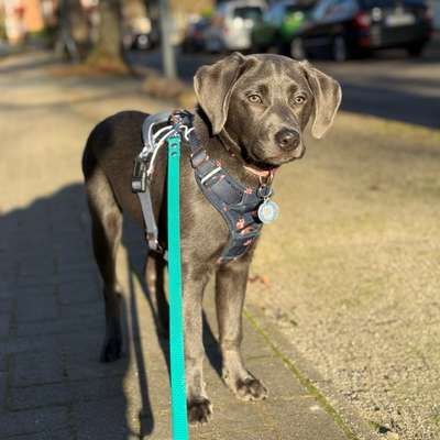 Hundetreffen-Welpenrunde-Bild