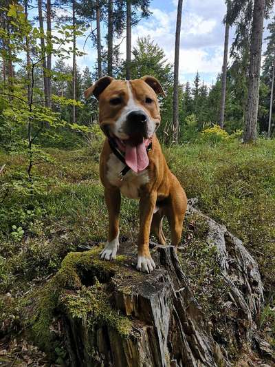 Die Dogorama Kalender Challenge Titelbild-Beitrag-Bild