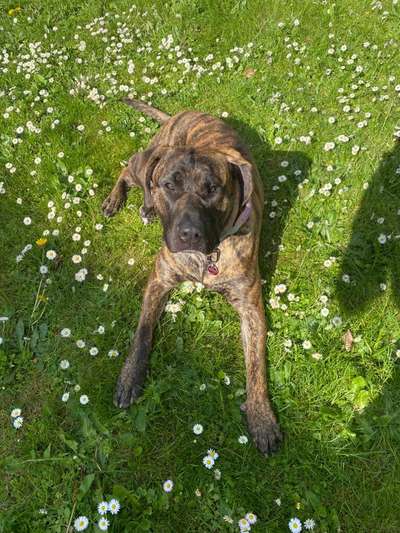 Hundetreffen-Suchen einen Hundefreund-Bild