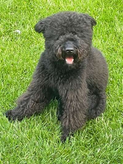 Pumi- Mix
Erziehung-Beitrag-Bild