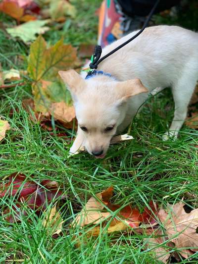 Mischlingshunde Foto Aufruf-Beitrag-Bild