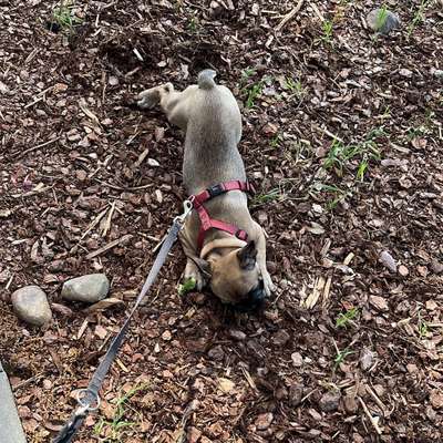 Hundetreffen-Welpen Treffen-Bild