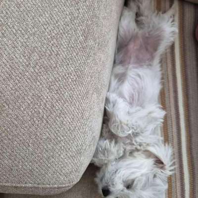 Puppy pictures-post-image