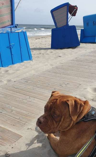 Dogorama Photo Challenge - Tierischer Urlaub-Beitrag-Bild