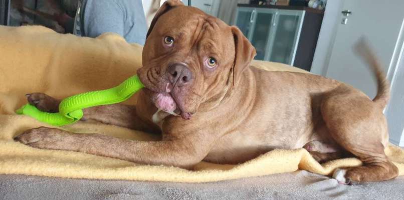 Wo sind meine AMERICAN BULLDOGS?-Beitrag-Bild