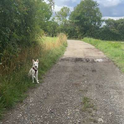 Hundetreffen-Soziale Kontake und Spielrunde-Bild