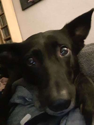 Dogorama Photo Challenge - Hundeblick zum hinschmelzen-Beitrag-Bild