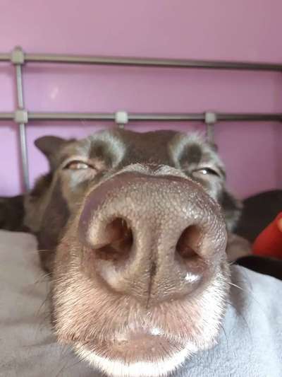 Zeige das lustigste Bild eures Hundis-Beitrag-Bild