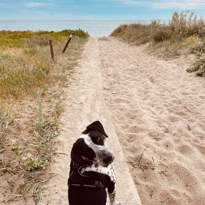 Hundetreffen-Spielen/toben/ Trainieren