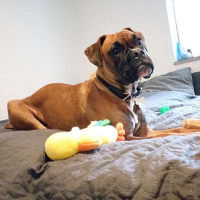 Hundetreffen-Spielrunde auf dem Feld