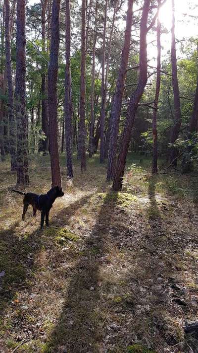 Fotochallenge No. 26                                     Wald und Wiese-Beitrag-Bild