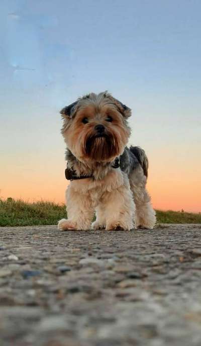 Die wunderschöne Welt mit Hund.-Beitrag-Bild