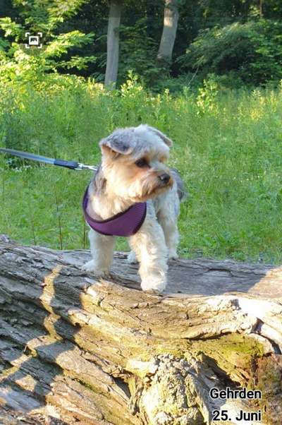 Labradorfans-Beitrag-Bild