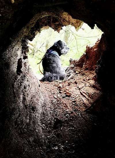 Die Dogorama Kalender Challenge 4/4-Beitrag-Bild