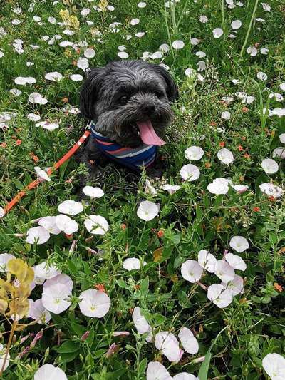 Die Dogorama Kalender Challenge 4/4-Beitrag-Bild