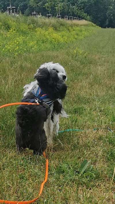 Die Dogorama Kalender Challenge 4/4-Beitrag-Bild