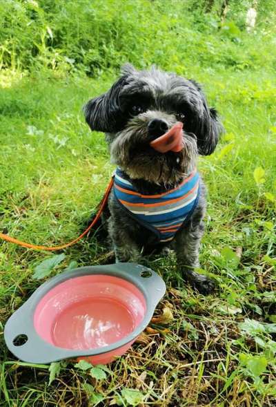 Die Dogorama Kalender Challenge 4/4-Beitrag-Bild