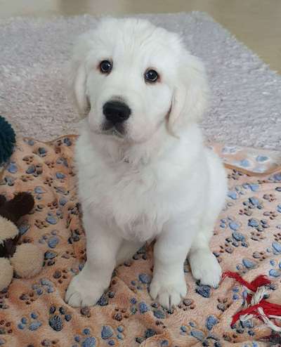 Golden Retriever-Beitrag-Bild