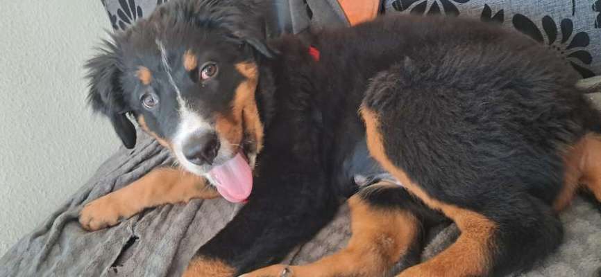 Berner Sennen-Beitrag-Bild