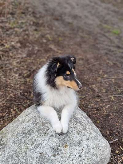 Challenge 23 : "  Euer Hund beim Frühlingserwachen "-Beitrag-Bild