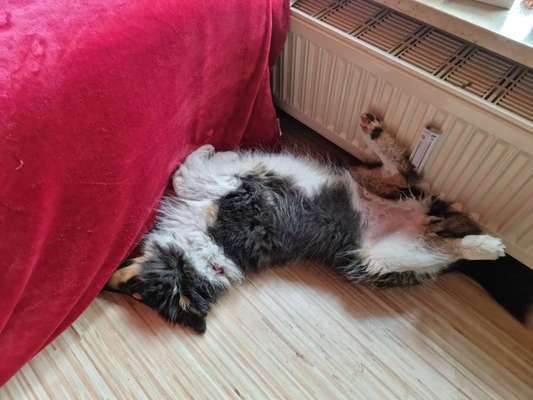 Zeigt mir die lustigsten Schlafpositionen eurer Fellnasen-Beitrag-Bild