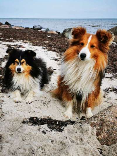 Shelties-Beitrag-Bild