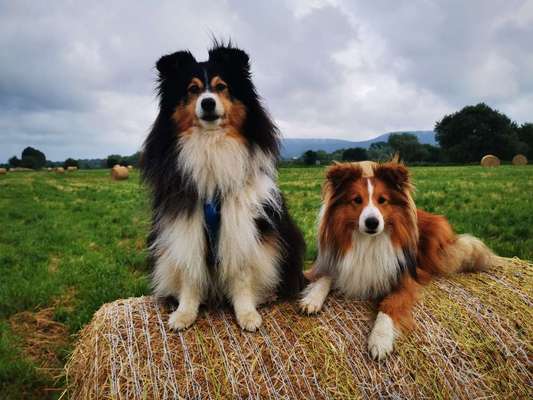 Shelties-Beitrag-Bild