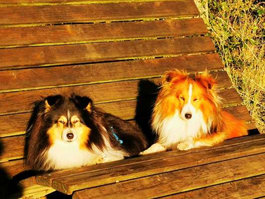 Shelties-Beitrag-Bild