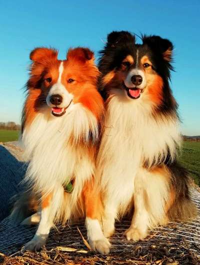 Shelties ❤️-Beitrag-Bild