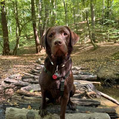 Hundetreffen-Gassi/Trainingspartner gesucht-Bild