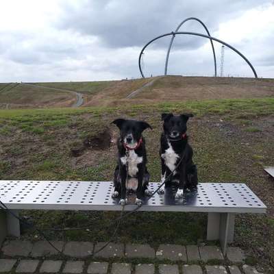 Hundetreffen-Arthrodesen Träger - Spaziergang mit Hundis-Bild