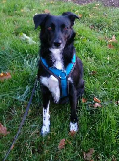 Unsere Fellnasen-Vielfalt im Überblick!-Beitrag-Bild