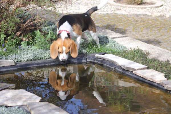 Hundetreffen-Spaß und Spiel im eingezäunten Garten-Bild