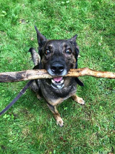 Hundetreffen-Abendliche Spaziergang zur hundewiese-Bild