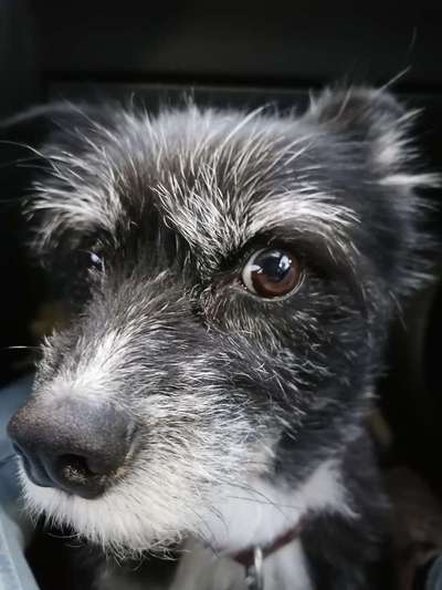 Die Dogorama Kalender Challenge Titelbild-Beitrag-Bild