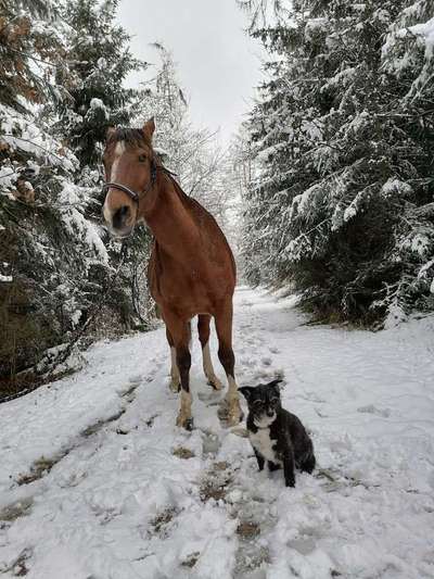 Fotochallenge Nr. 51 "Euer Hund mit anderen Tieren"-Beitrag-Bild
