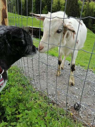 Fotochallenge Nr. 51 "Euer Hund mit anderen Tieren"-Beitrag-Bild