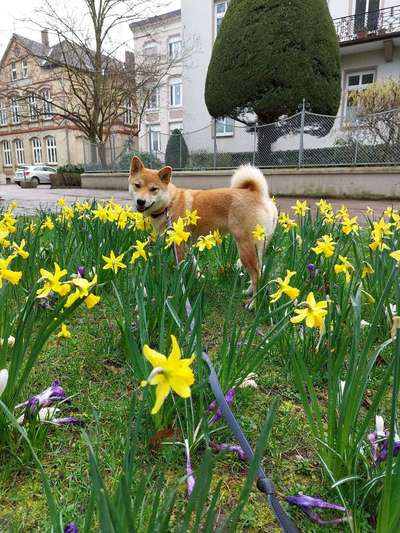 Shiba - Eltern-Beitrag-Bild