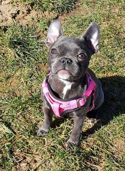 Fotochallenge No. 26                                     Wald und Wiese-Beitrag-Bild