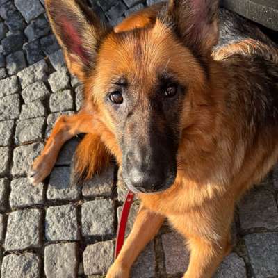 Hundetreffen-Erstkontakt, spazieren, toben-Bild