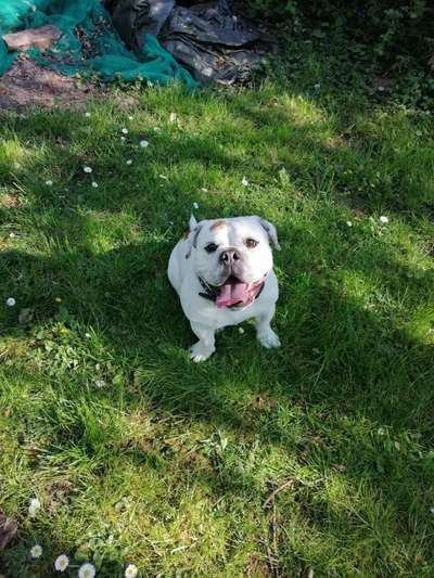 Olde English Bulldogge-Beitrag-Bild