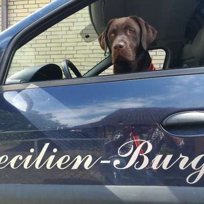 FOTOCHALLENGE 70 - Dein Hund im Auto-Beitrag-Bild